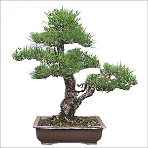 해송분재 250호
